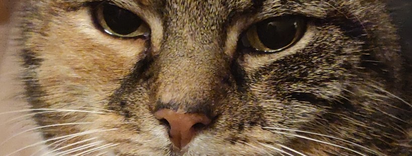 My Cat Giving Me Very Serious Stare