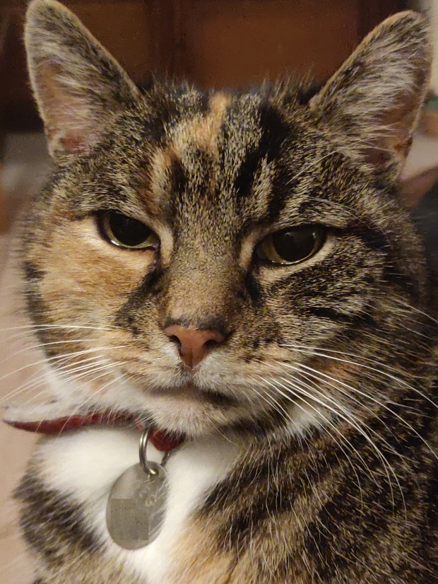 My Cat Giving Me Very Serious Stare