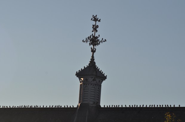 Birds Gathering on the rooftop and spire