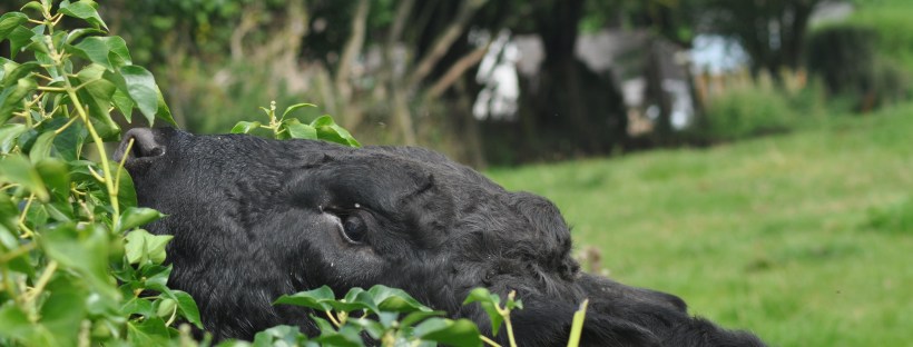 Young Bull Eating My Hedge