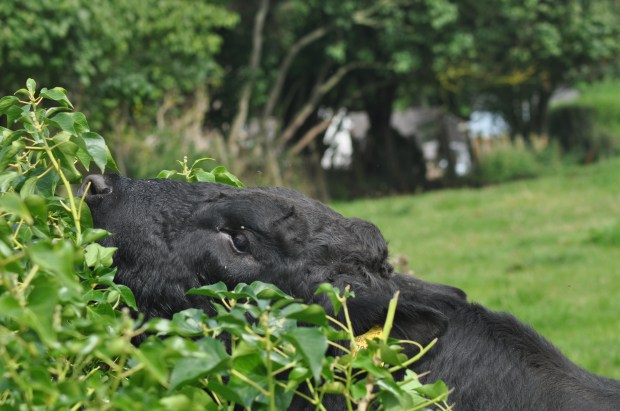 Young Bull Eating My Hedge