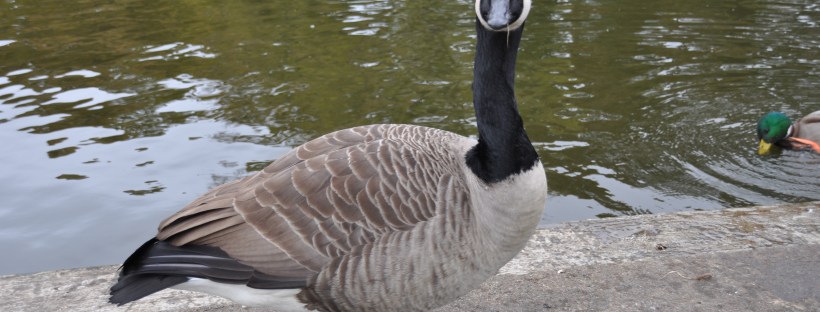 Goose Posing For Camera