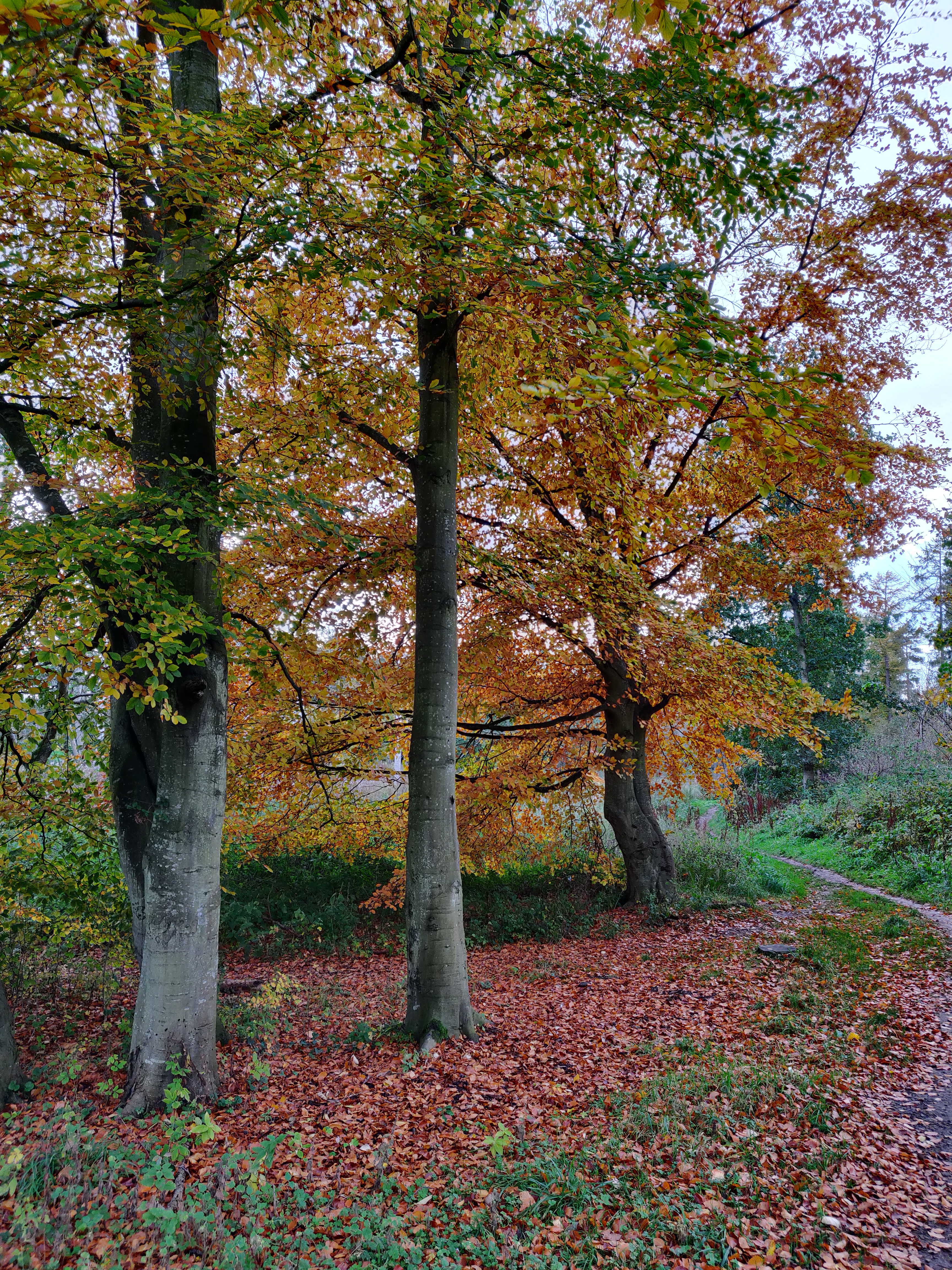 Trees with their autumn reds and browns