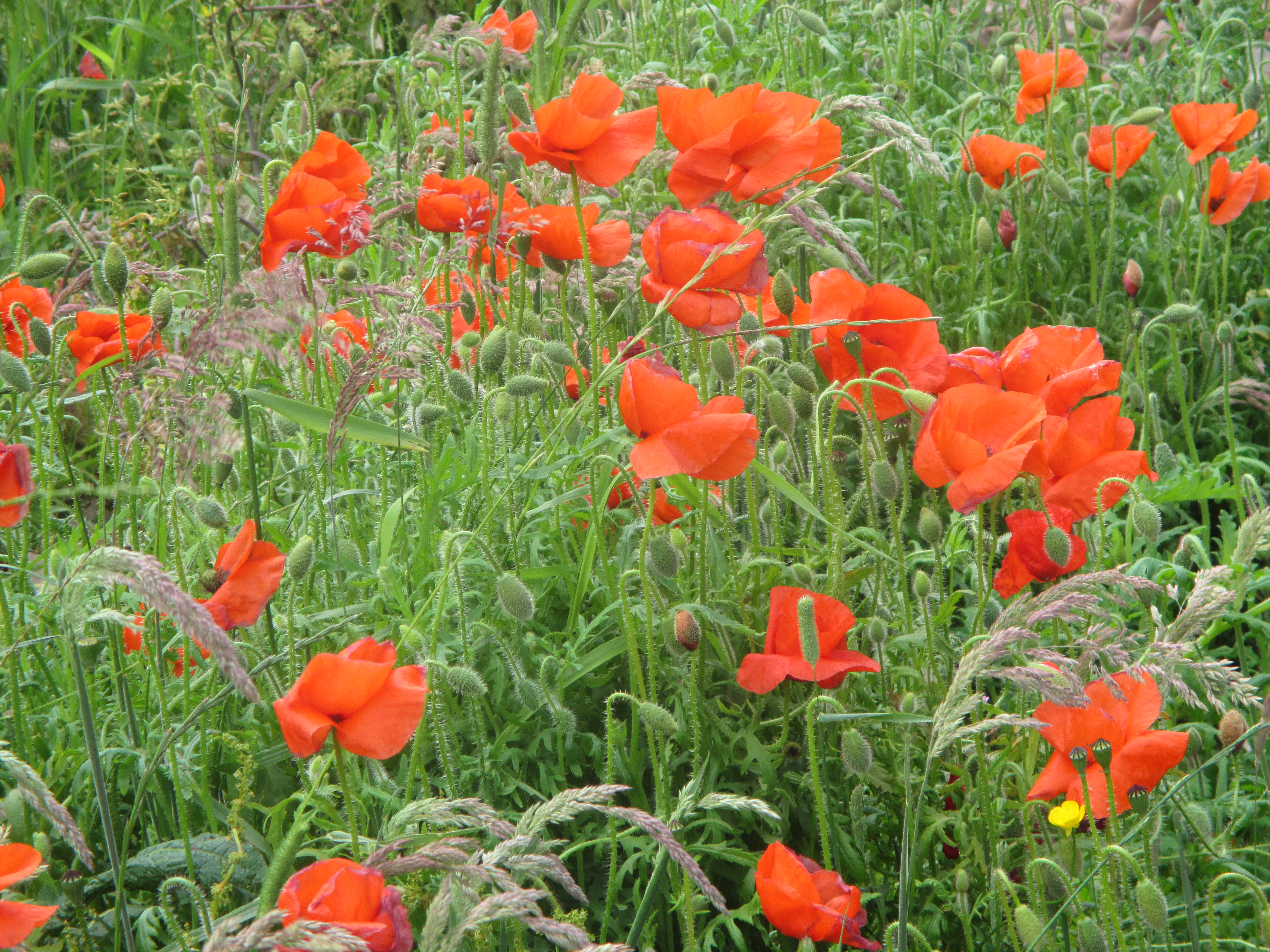 Field of Poppies
