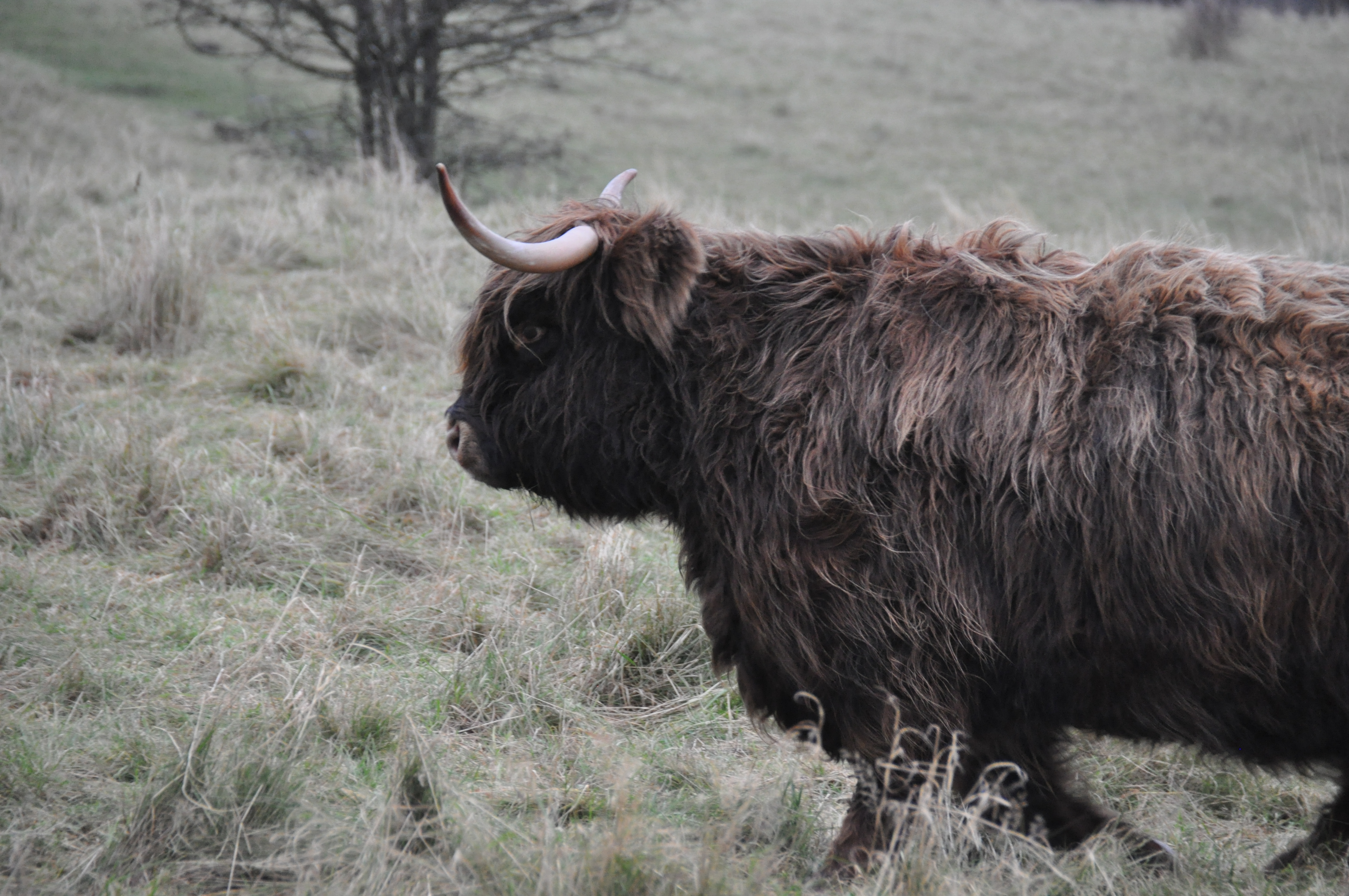 Highland Bull