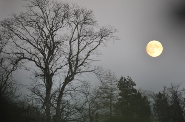 Almost Full Moon On A Late Autumn, Misty Evening