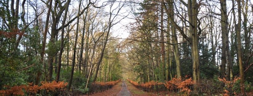 Fallen leaves along a tree-lined road in late autumn