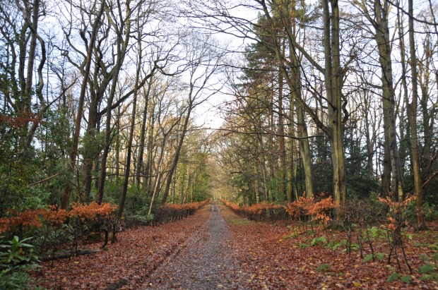 Fallen leaves along a tree-lined road in late autumn