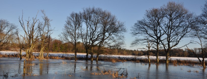 Trees standing in frozen water