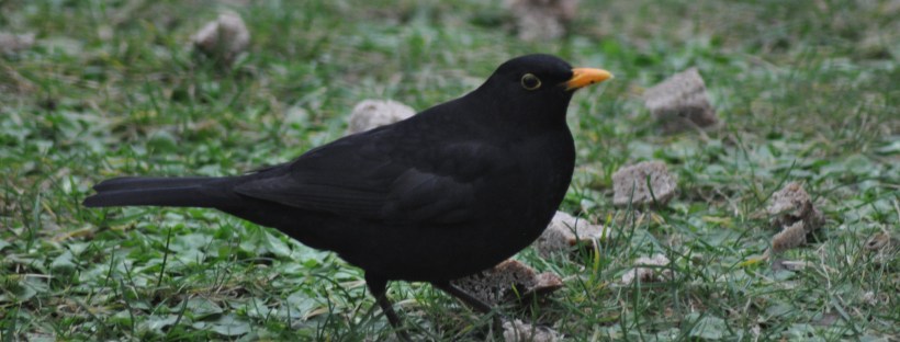 Blackbird in the garden