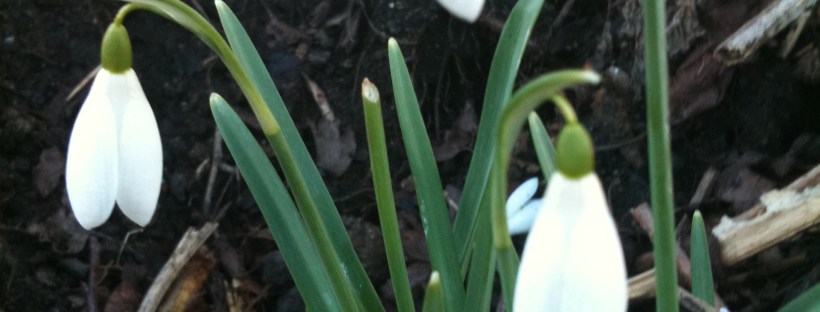 Snowdrops