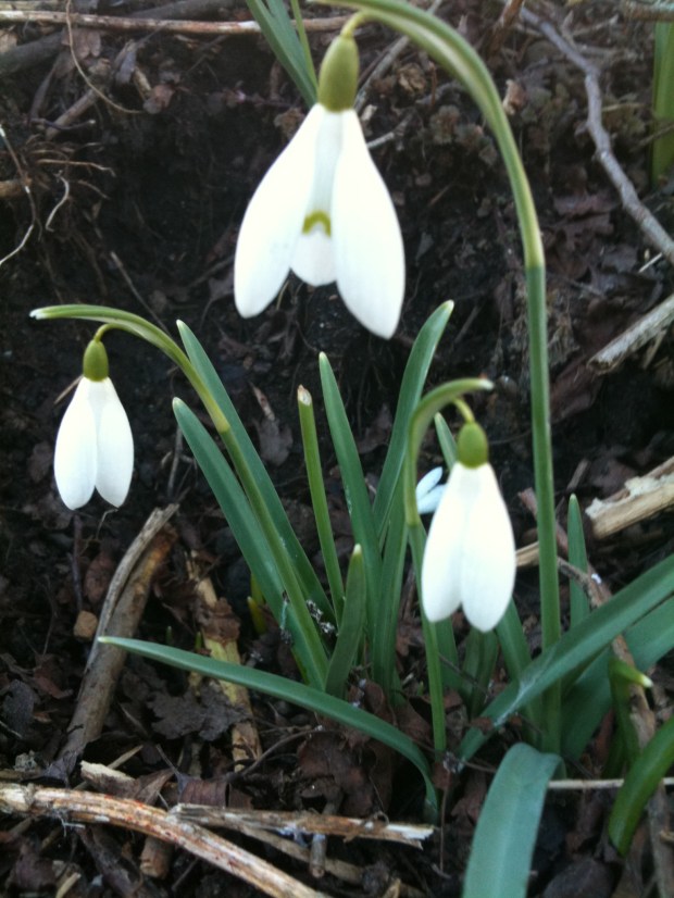 Snowdrops