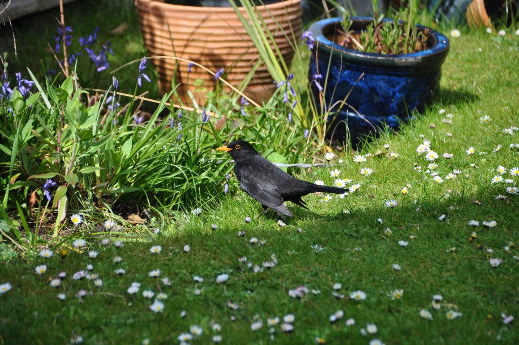 Blackbird In The Garden