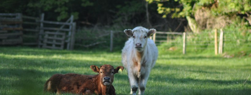 Young cows in a field