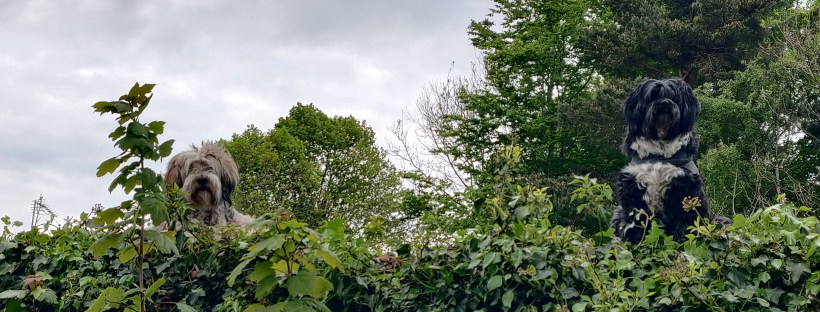 Two dogs watching with curiosity