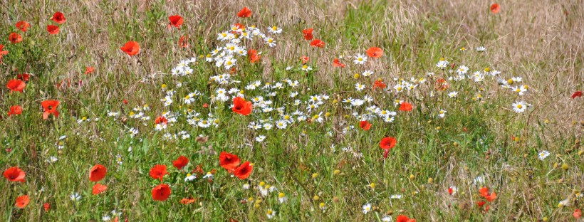 Wild flowers in meadow