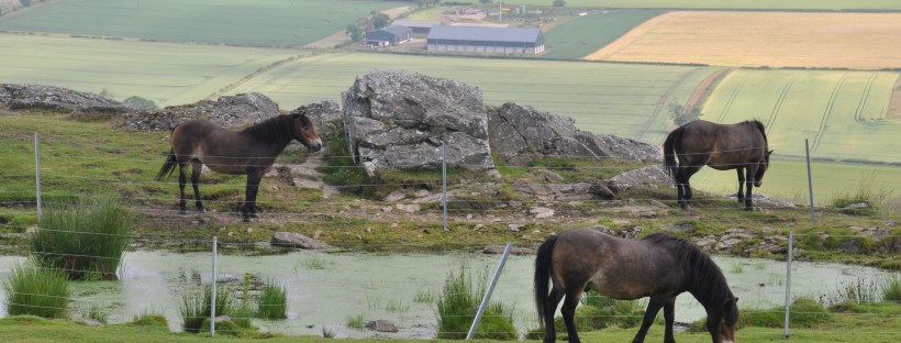 EXmoor Ponies, on Traprain Law.