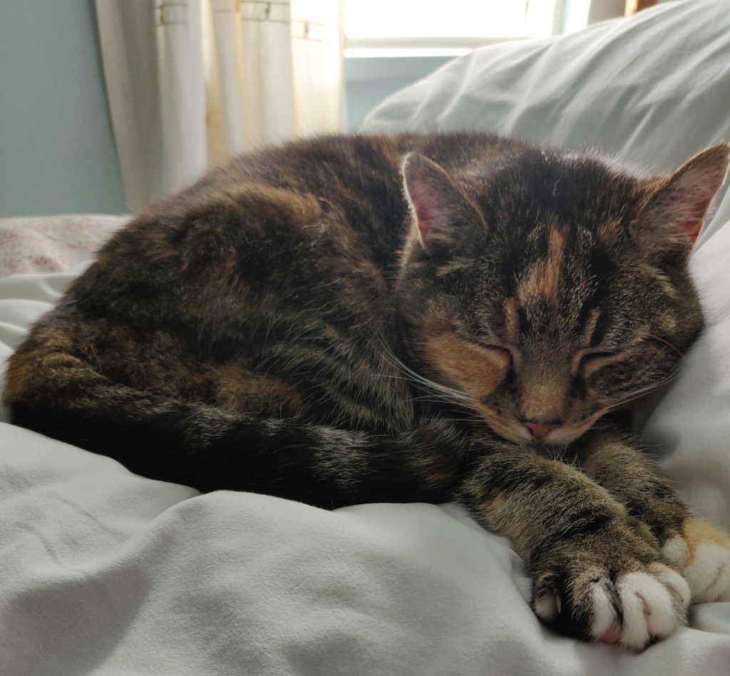 Cat sleeping on the bed