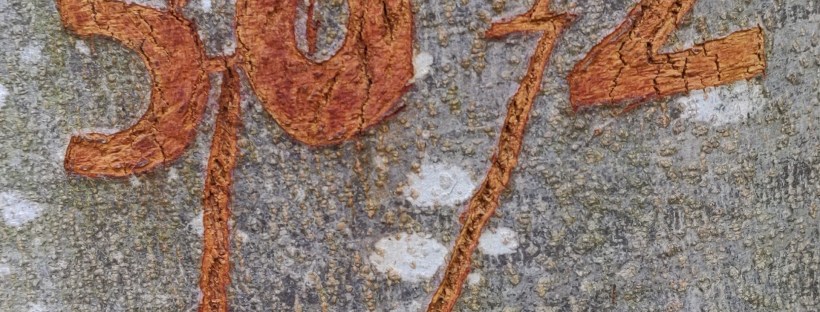 Symbol Sctratched On To Tree Bark