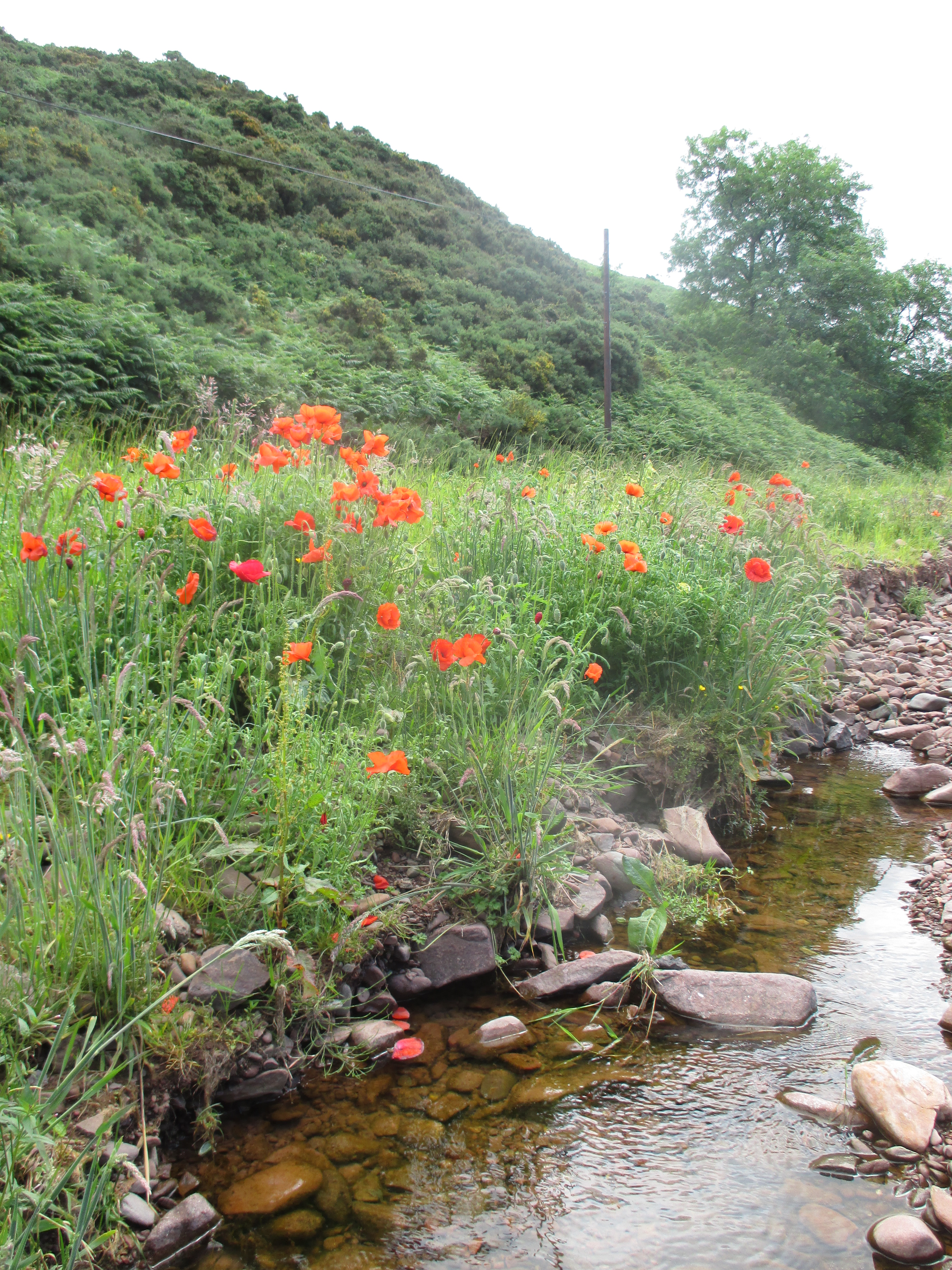 Poppies growing beside a stream